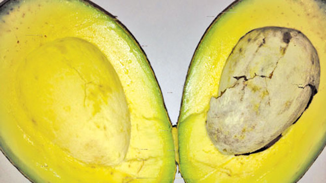 Quả bơ giàu vitamin B3 - Ảnh: Minh Khôi 