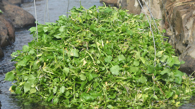 Trồng rau đặc sản từ nguồn nước giếng cổ nghìn năm