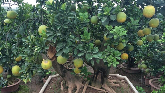 Cây bưởi cảnh được trồng trong chậu được rao bán với giá 40 triệu đồng. Ảnh: Minh Chính. 