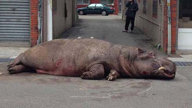 Con hà mã nằm trên mặt đất vài giờ trước khi được đưa đến Đài Trung. Ảnh: CCTV News