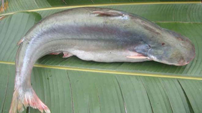 Cá dứa có hình dạng giống cá tra, nhưng thịt thơm ngon hơn.