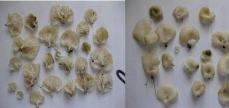 Nấm ma (Omphalotus nidiformis) 