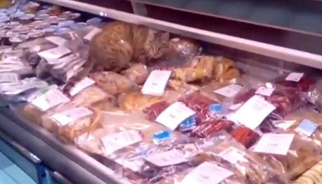 Cảnh tượng con mèo trên quầy hải sản hôm 5/12 trong một đoạn video. Ảnh: RT 