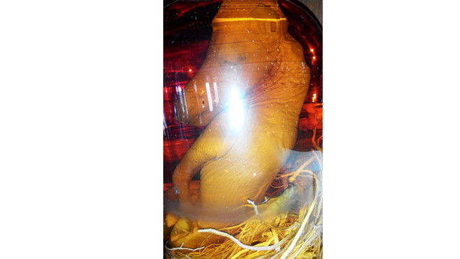 Bình rượu nguyên con ngựa con