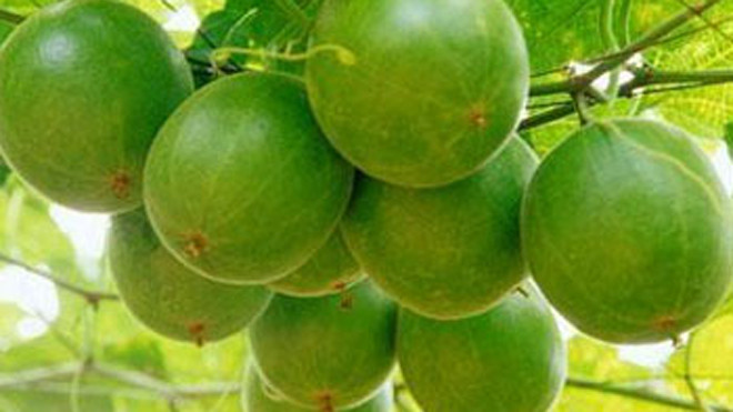  Quả la hán chữa rát họng, đờm nhiều, sốt.