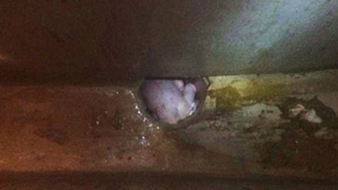 Bé trai được nhìn thấy qua một lỗ của ống thoát nước thải. Ảnh: CEN.