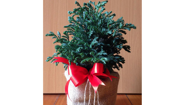 Cây thông mini có giá 50.000-80.000 đồng. Ảnh: HC.