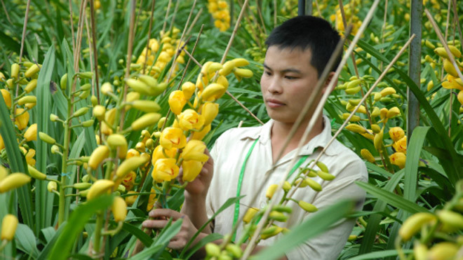 Còn 2 tháng nữa mới đến Tết, nhưng nhiều vườn địa lan ở Đà Lạt đã nở bung.