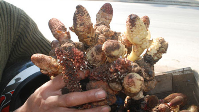 Nấm tỏa hương được người dân Lào Cai khai thác trên núi cao bán cho du khách.