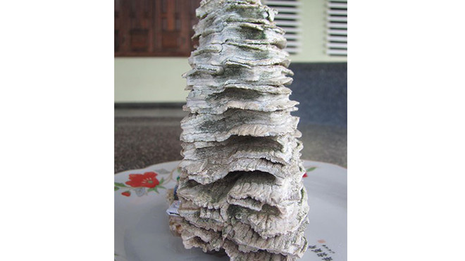 Phú Yên: Phát hiện hàm răng nghi của voi ma mút