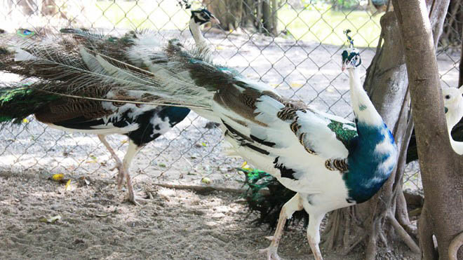 Chim công đột biến màu ngũ sắc có giá 15 - 20 triệu đồng/con. Ảnh: Ngọc Lan. 