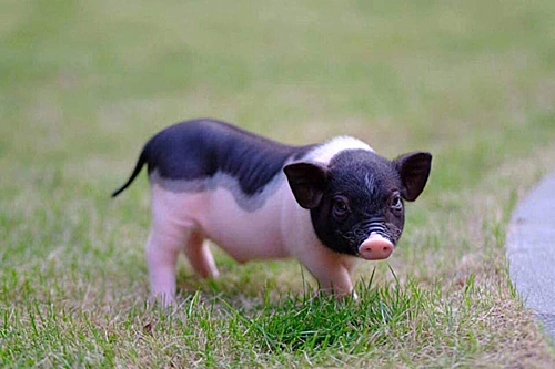 Heo cảnh mini được nhập từ Trung Quốc.