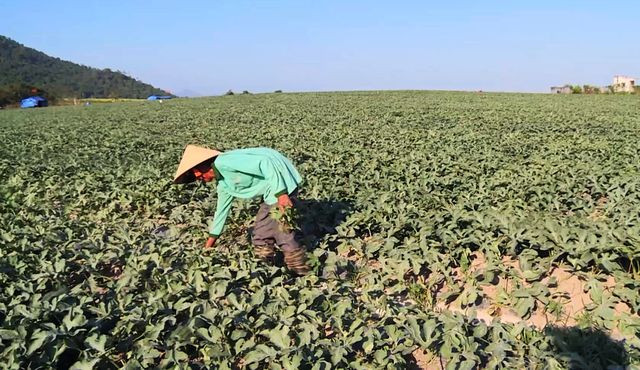 Người trồng dưa khốn khổ vì bị các đối tượng “bảo kê” đòi tiền