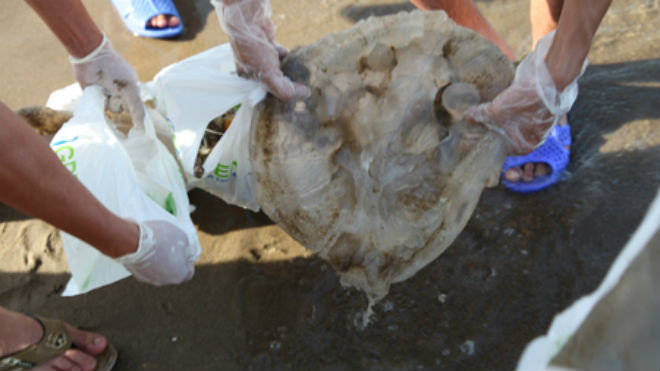 Sứa chết trôi đầy biển Cửa Lò, dân háo hức nhặt về ăn