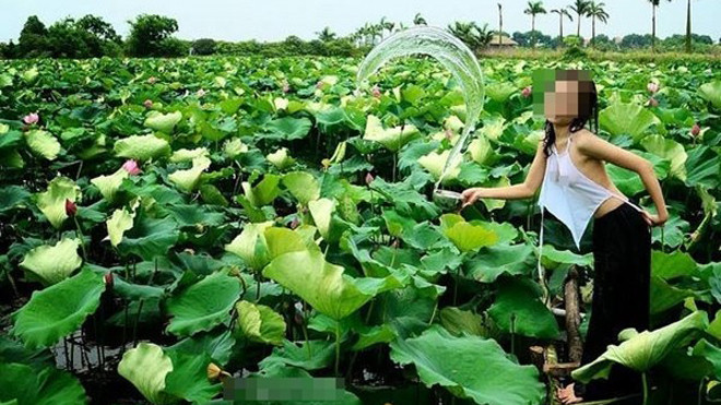 Những bức ảnh sen "áo yếm, thả rông" bị cư dân mạng ném đá. (Nguồn ảnh: Facebook).