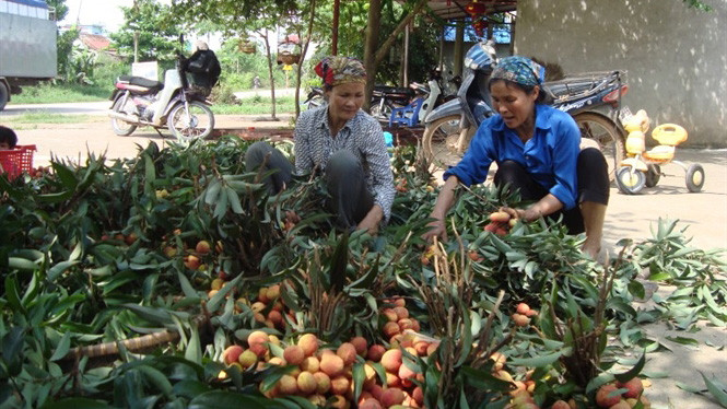 Thu hoạch vải thiều sớm ở xã Phượng Sơn