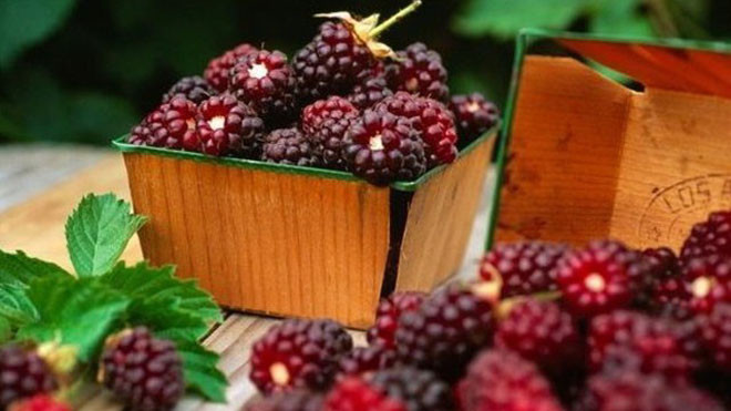 Tang thầm (quả dâu chín)