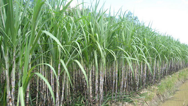 Thi thể nạn nhân được tìm thấy trong ruộng mía (ảnh minh họa).