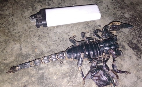 Con bò cạp khủng. 