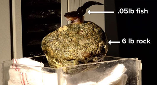 Khám phá cá lực sĩ hút vật nặng gấp 300 lần cơ thể