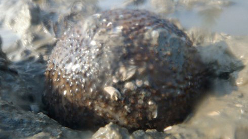 Qua kết quả kiểm nghiệm trên các loài đỉa biển kể cả banh lông, người ta thấy chúng đều có chứa chất độc, do đó cần phải chế biến thật kỹ và đúng cách trước khi ăn. Ảnh: TL