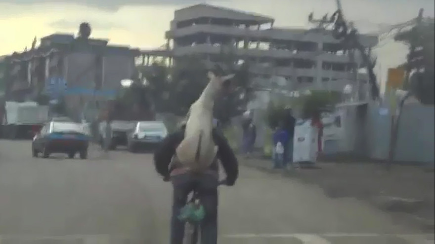 Nam thanh niên cõng dê đạp xe dạo phố