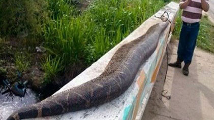 Trăn khổng lồ dài gần 8m bị dân làng Benito Juarez, Mexico đánh chết.