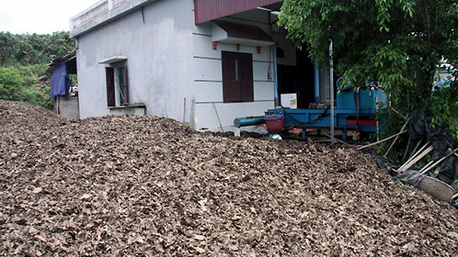 Gia đình ông Nguyễn Văn Quý, xóm Chào Mào, xã Phượng Sơn (Lục Ngạn, Bắc Giang) có hơn 100 gốc vải thiều. Tổng diện tích trồng vải của gia đình ông lên đến hơn một mẫu đất đồi.