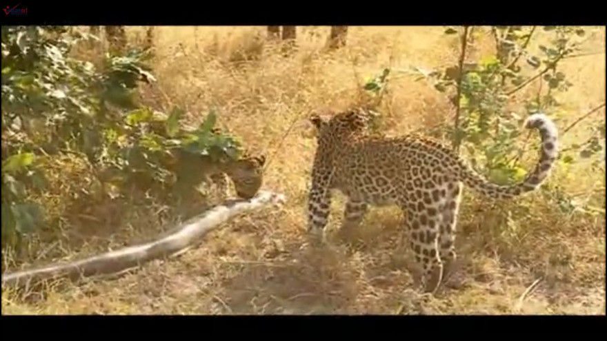 Báo gấm hạ sát trăn “khủng” dài 4m