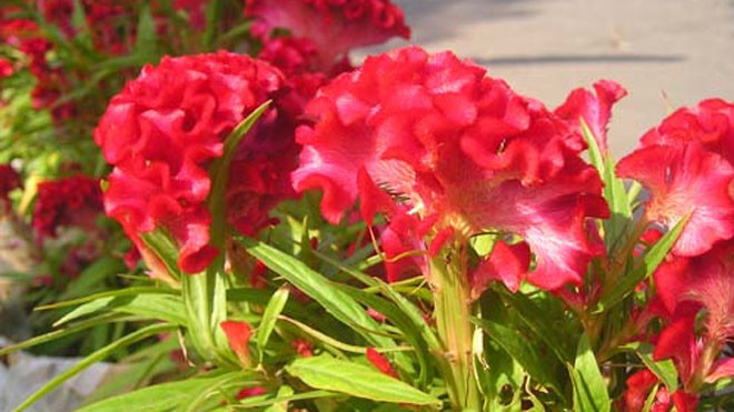 Hoa mào gà chữa bệnh phụ nữ