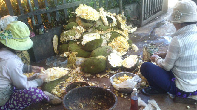 Cảnh chế biến mất vệ sinh tại vựa mít. Công nhân không có bảo hộ lao động, tay chân mẩn ngứa, lở loét. Thậm chí, để tay của mình không bị bám nhựa khi bóc mít, công nhân dùng dầu hỏa thoa lên. "Xoa dầu hỏa lên tay để nhựa mít không bám vào, chứ không thì 