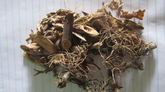 Bài thuốc chữa chó dại cắn. 