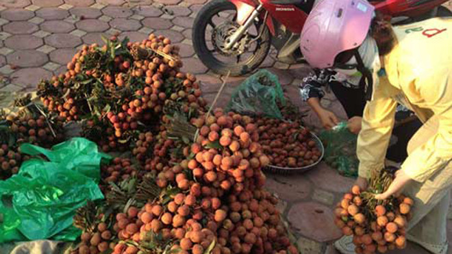 Vải thiều Bắc Giang 7.000 đồng/ kg đang bán với số lượng lớn trong khu vực chợ đầu mối như Long Biên, chợ đầu mối phía Nam. Tại vỉa hè, giá cao nhất cũng chỉ 10.000-12.000 đồng/kg. Ảnh: Mai Hương.