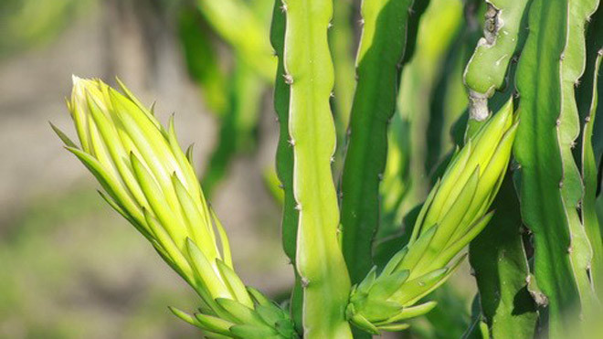 Bông thanh long trước khi nở một ngày đang được thu mua 3.500 đồng/1kg. Ảnh: Zen Nguyễn.