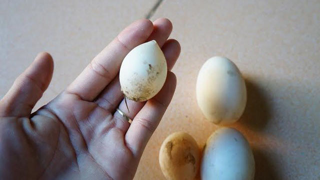 Cùng một đàn vịt nhưng trứng của gia đình bà Cường khi thì rất nhỏ, khi lại chứa tới 2 lòng đỏ. 