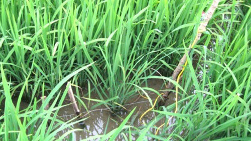 Dù đã có nhiều người tử nạn nhưng ở nhiều vùng quê vẫn còn tình trạng người dân kéo điện ra đồng để bẫy chuột như thế này (Ảnh minh họa: VTC News)