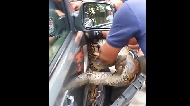 Kinh hoàng trăn dài hàng mét nằm trong xe ô tô