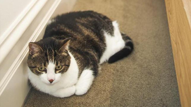 Chú mèo bị đổ tội vì việc cản trở việc đi học của cô chủ