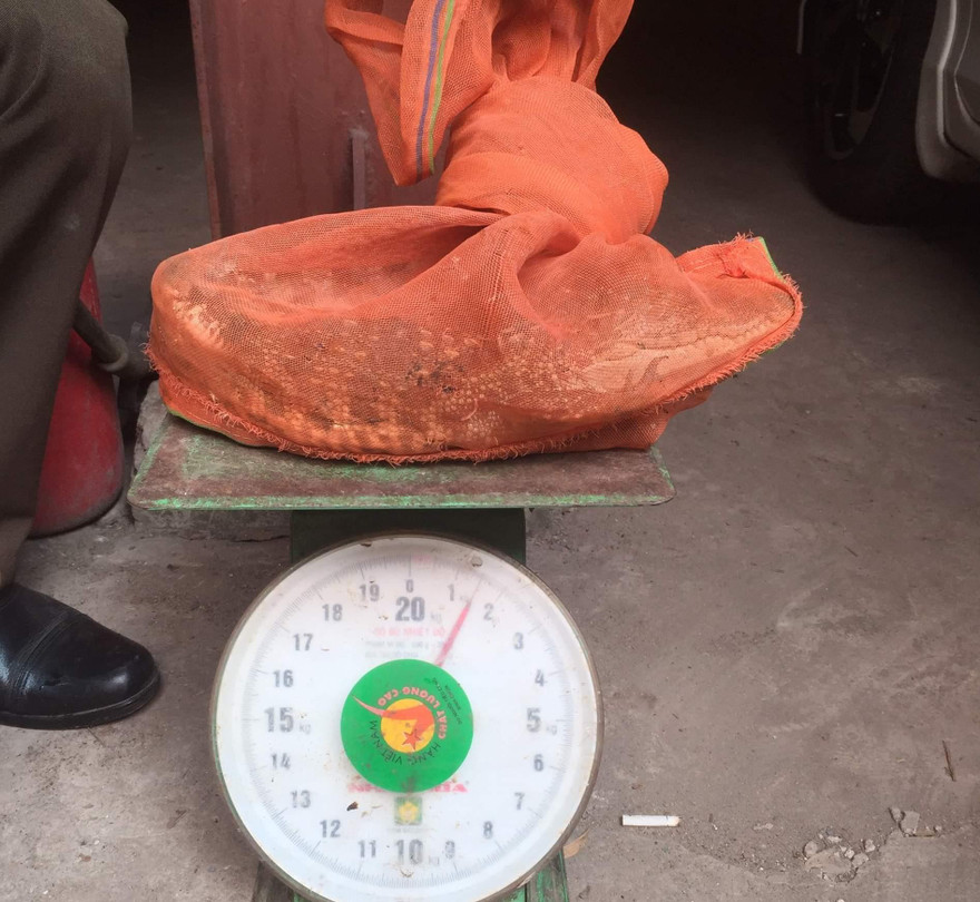 Chi cục Kiểm lâm TPHCM: Tiếp tục truy tìm nguồn gốc cá sấu xuất hiện trên kênh Lò Gốm