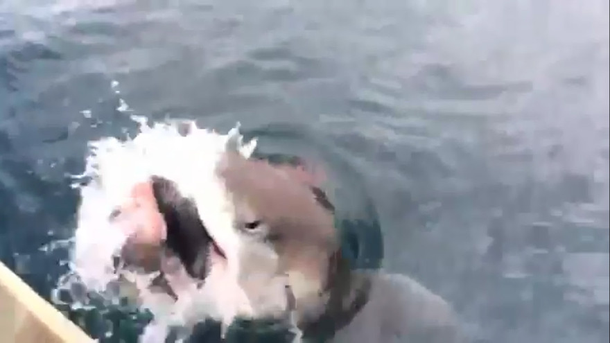 Cá mập cướp mồi trắng trợn từ lưỡi câu cần thủ