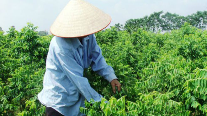 Vitamin, muối khoáng, canxi, photpho, vitamin C trong rau ngót làm tăng sức đề kháng cho trẻ. Ảnh: T.L