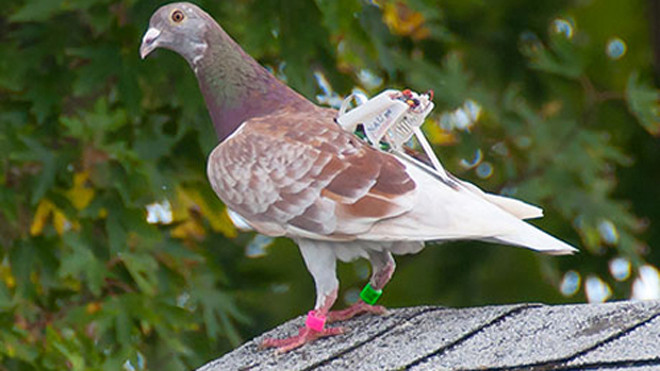 Thiết bị thu thập dữ liệu gắn trên chim bồ câu. Ảnh: Michael Shafer