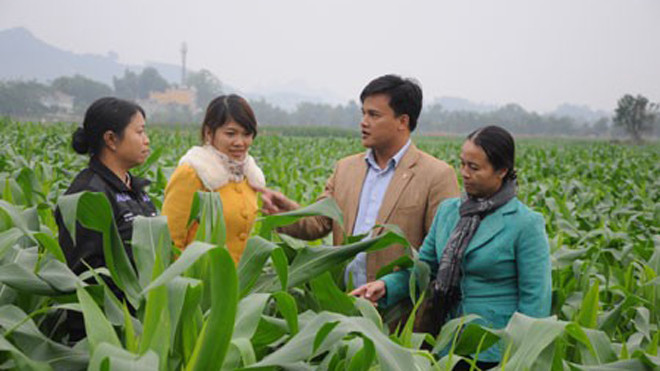 Anh Hòa đang trao đổi với người dân và cán bộ khuyến nông xã về cách trồng và chăm sóc cây ngô vụ đông. Ảnh: Chúc Ngọc Huyền.