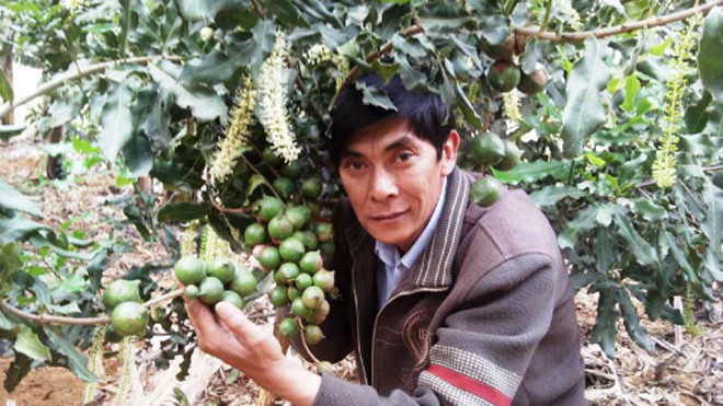 Thích thú với cây mắc ca, ông Vinh bán đất bán nhà để đầu tư 200ha.