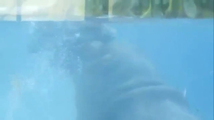 Hà mã mẹ bắt con học bơi ngay sau khi chào đời