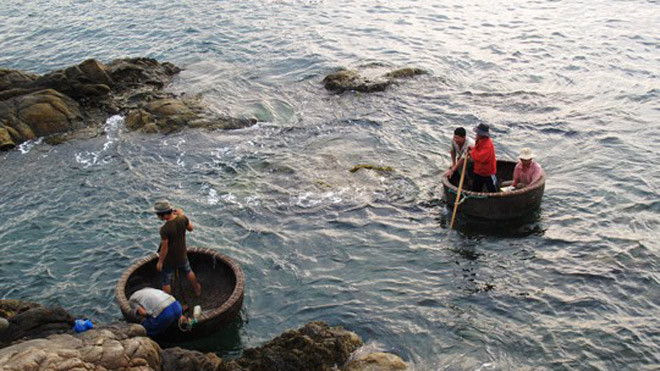 Những người khai thác tôm hùm giống vào bờ