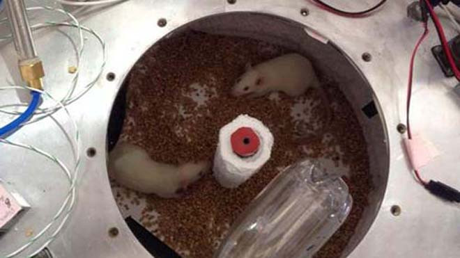 Những con chuột trong thí nghiệm của Lim Seng. Ảnh: Lim Seng