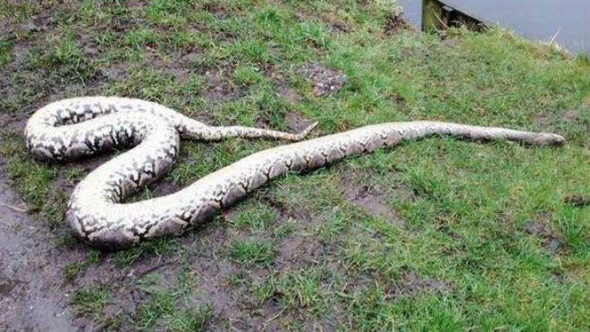 Xác con mãng xác được tìm thấy