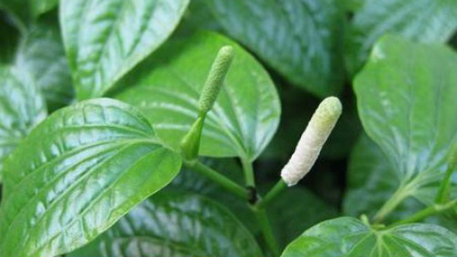 Rễ cây lá lốt sắc đặc ngậm súc miệng giúp giảm đau nhức răng.