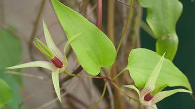 Bách bộ trị ho, nhuận phổi